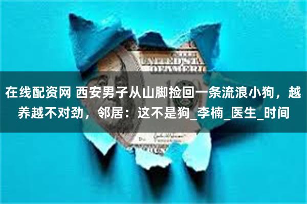 在线配资网 西安男子从山脚捡回一条流浪小狗，越养越不对劲，邻居：这不是狗_李楠_医生_时间